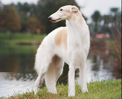 Top Best of Opposite Sex Borzoi 2020